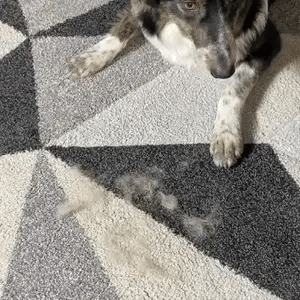 The Magic Brush™ - Buy 1 Get 1 Free
