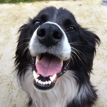 Pawmise Pet Dental Powder